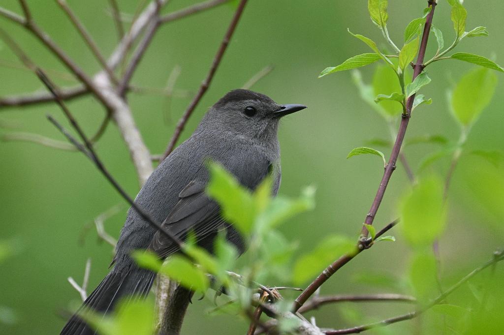 2025-05148568 Broad Meadow Brook, MA.JPG - Gray Catbird. Broad Meadow Brook Wildlife Sanctuary, MA, 5-14-2025